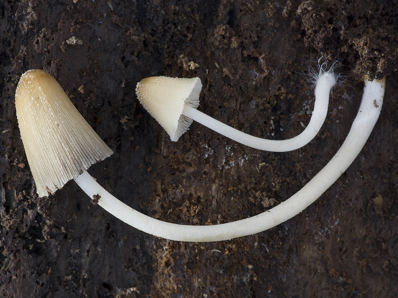 Coprinus domesticus